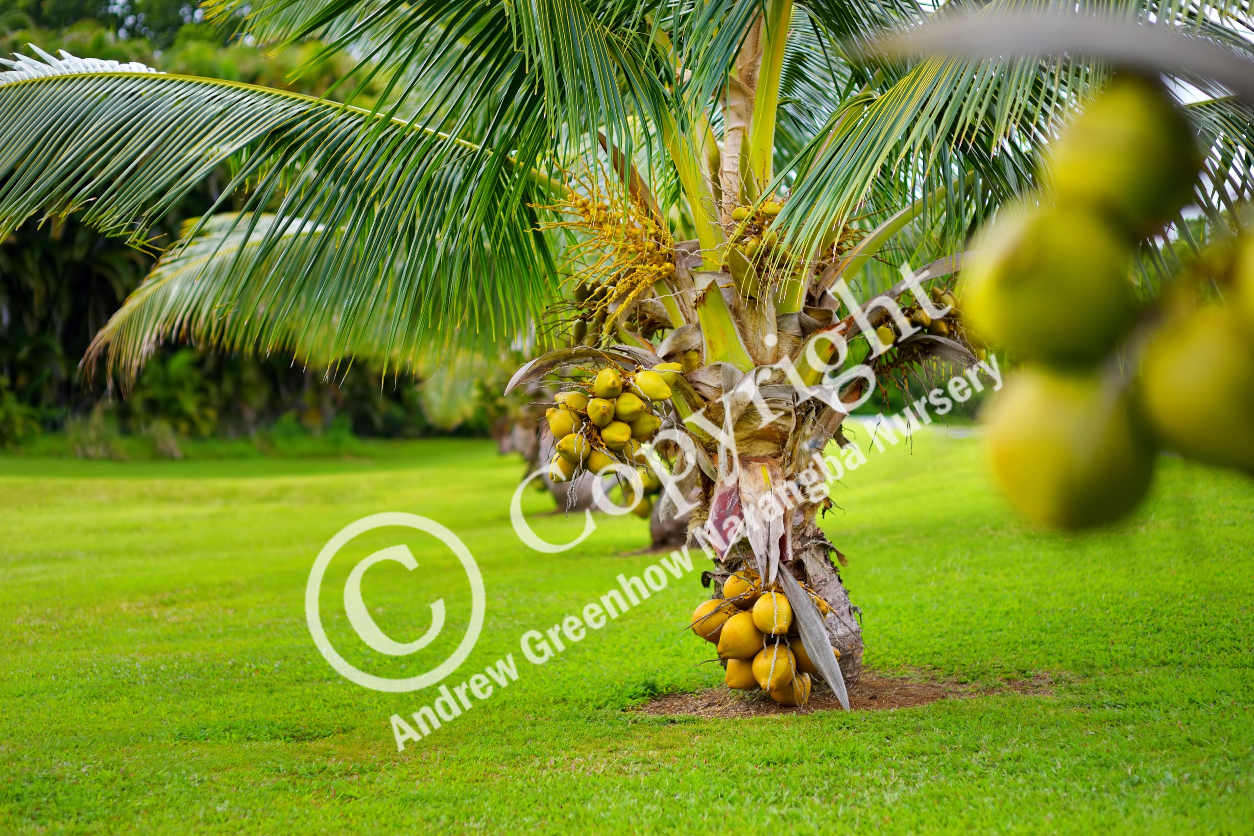 Dwarf coconut tree cheap