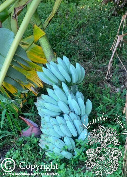 Blue java banana sale