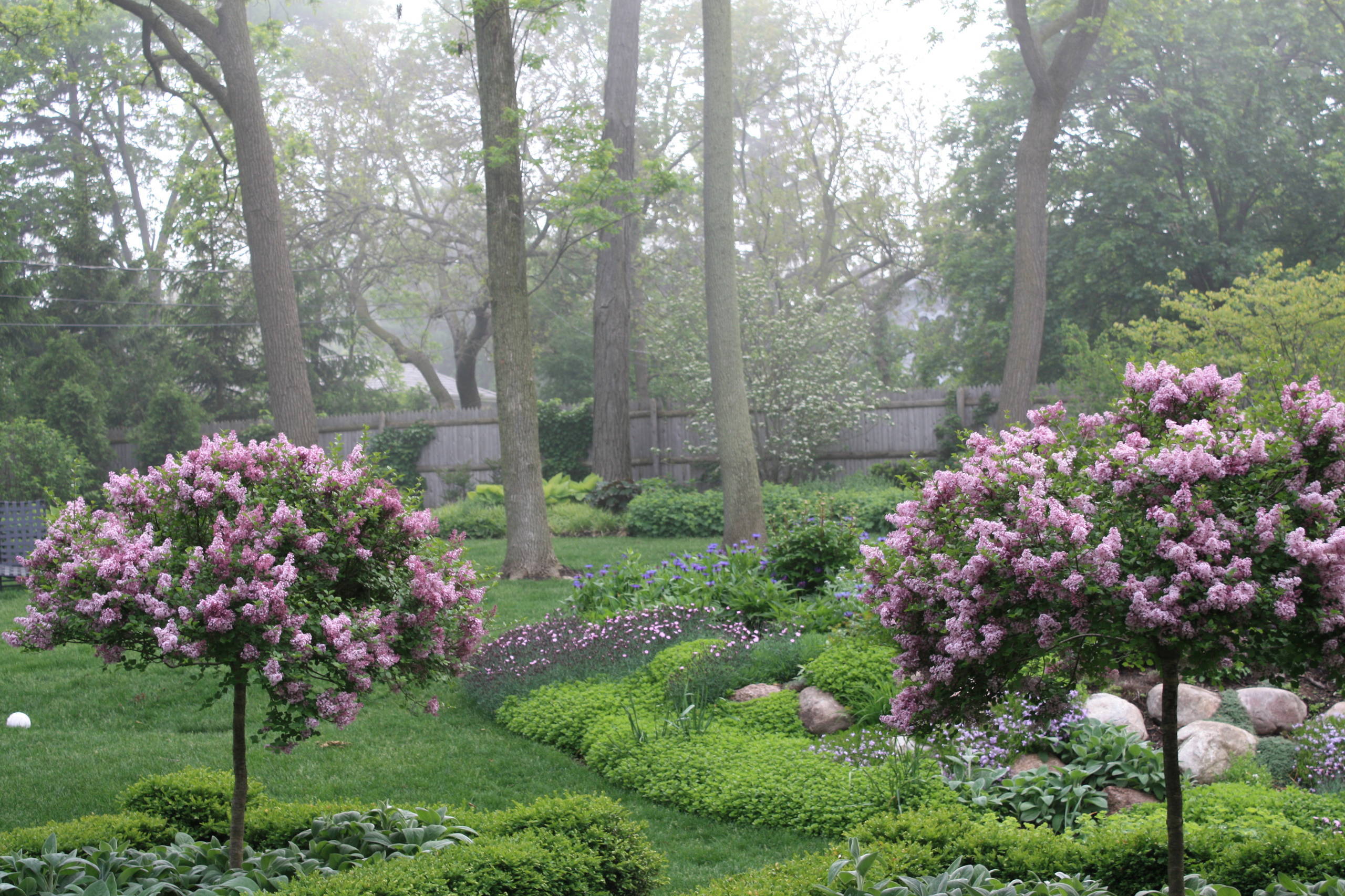 Korean Lilac Syringa Meyeri X Microphylla Lilac Josee Dwarf